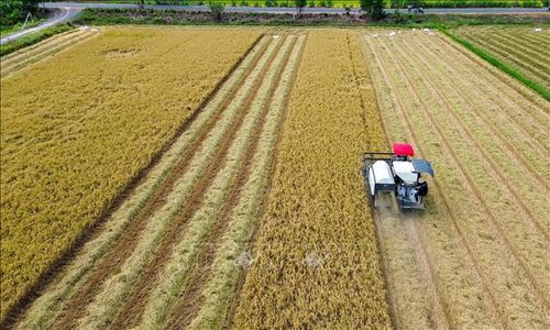 Người dân ứng dụng khoa học công nghệ trong thu hoạch, nâng cao hiệu quả sản xuất nông nghiệp.