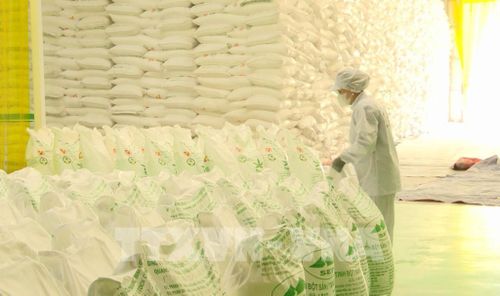 Nhà máy tinh bột sắn Hướng Hóa (Quảng Trị) muốn mở rộng thị trường nước ngoài buộc phải nhập nông sản đầu vào ở vùng nông sản có mã số vùng trồng. Ảnh: Tá Chuyên - TTXVN