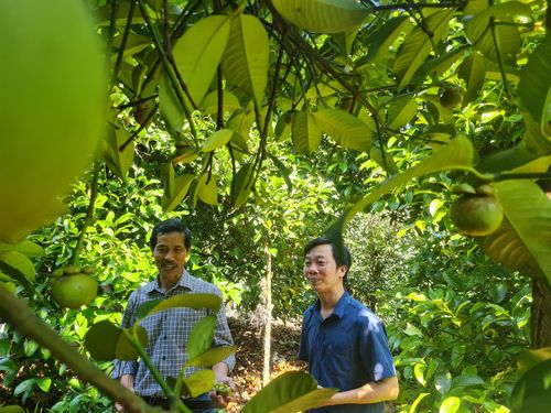 Người dân xã Sơn Cẩm Hà sẽ giới thiệu các loại cây trái, nông sản địa phương tới du khách tham gia lễ hội. Ảnh: DIỄM LỆ