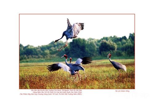 Tác phẩm “Sếu đến bãi ăn”. Ảnh: Tác giả cung cấp