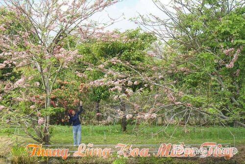 Vẻ đẹp thơ mộng của muồng hoa đào tại Vườn hồng Tư Tôn (phường Sa Đéc) hứa hẹn thu hút đông đảo du khách dịp Lễ 30-4 và 1-5.