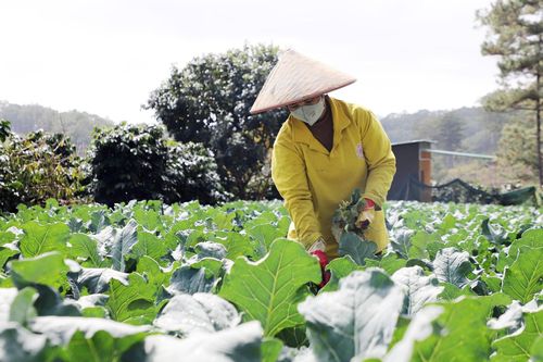 Nhiều mô hình sinh kế đang phát huy hiệu quả, giúp đồng bào khó khăn xã Lạc Dương thoát nghèo hiệu quả