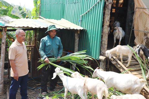 Mô hình nuôi dê của anh K’Tư đang được nhiều hộ dân trong xã học hỏi để phát triển kinh tế