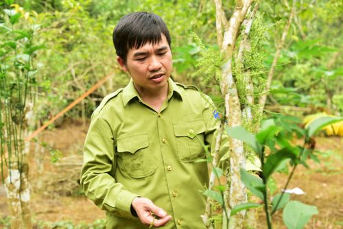 Những chùm hoa rau sắng được dùng trong gia đình hoặc đãi khách quý. Ảnh: Nguyễn Công