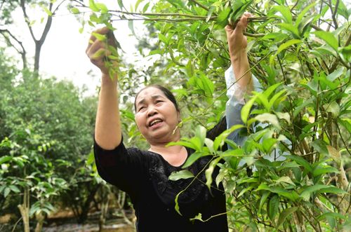 Ngọn và lá bánh tẻ của rau sắng được lựa chọn kỹ khi thu hoạch. Ảnh: Nguyễn Công