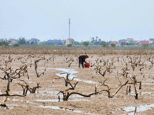 Khu vực rừng phòng hộ ven biển chết khô.