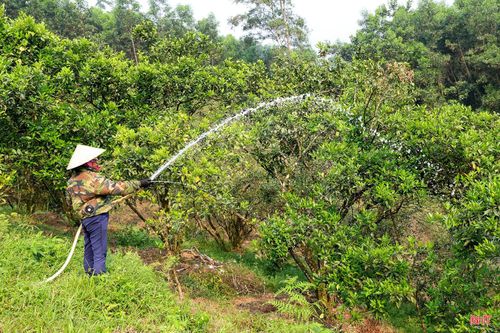 Thời điểm này, cây cam đang bước vào giai đoạn nuôi quả - thời kỳ có ý nghĩa quyết định đến năng suất, mẫu mã và chất lượng khi thu hoạch. Do đó, nông dân xã Vũ Quang đã chủ động triển khai nhiều biện pháp chống hạn khi nắng nóng diễn ra gay gắt.