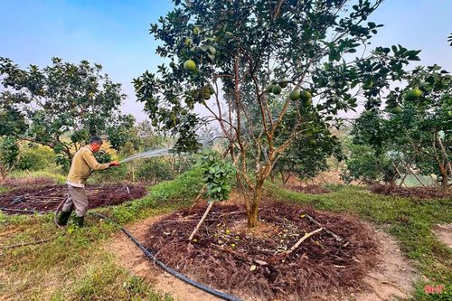 Ông Phan Văn Huân - Trưởng phòng Trồng trọt, Chi cục Trồng trọt và Chăn nuôi Hà Tĩnh cho biết: “Để bảo đảm các loại cây ăn quả có múi sinh trưởng tốt, người dân cần tận dụng tối đa các nguồn nước tự nhiên, nước từ ao, hồ, giếng khoan, tưới hợp lý theo từng giai đoạn sinh trưởng; ưu tiên áp dụng các phương pháp tiết kiệm như tưới nhỏ giọt, tưới phun mưa cục bộ, tưới tràn phù hợp với điều kiện thực tế; đồng thời thực hiện các biện pháp che phủ gốc, chống nắng cho quả".