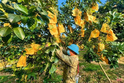 Năm nay, nắng nóng đến sớm nên nhiều hộ trồng bưởi cũng phải thường xuyên theo dõi, bọc quả sớm hơn các năm trước bằng túi chuyên dụng để bảo đảm chất lượng sản phẩm cuối vụ.