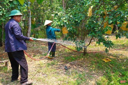 Tại xã Hương Phố, người dân cũng đang tích cực thực hiện các biện pháp chăm sóc, “giải nhiệt” cho những vườn bưởi đang trong thời kỳ nuôi quả. Đây là giai đoạn cây bưởi rất mẫn cảm với điều kiện ngoại cảnh, đặc biệt cần được đáp ứng tốt nhu cầu về nước tưới và dinh dưỡng.