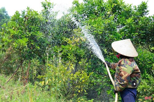 Ngoài những hộ đầu tư hệ thống tự động, nhiều hộ dân khác cũng chủ động dẫn nước lên đồi cao, sử dụng hệ thống vòi cỡ lớn để tưới thủ công cho vườn cam từ sáng sớm.