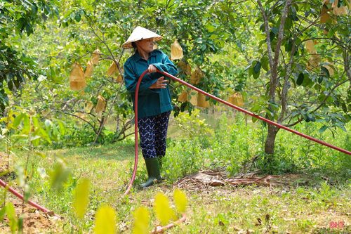 Bà Nguyễn Thị Cảnh (thôn Phố Thịnh, xã Hương Phố) cho biết: “Gia đình tôi hiện có 150 gốc bưởi, đang giai đoạn phát triển quả. Từ đầu năm đến nay lượng mưa ít nên tôi đã mua thêm 100m đường ống rải khắp vườn, tiến hành tích trữ nước để chủ động tưới, tránh tình trạng rụng trái non, quả nhỏ".