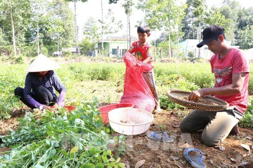 Vợ chồng anh Thạch LiNa thu hoạch lạc thu nhập khoảng 300.000 đồng/ngày. Ảnh: Thanh Hòa- TTXVN