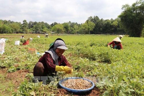 Đồng bào Khmer ở xã Long Hiệp thu hoạch lạc dịp Tết Chôl Chnăm Thmây. Ảnh: Thanh Hòa- TTXVN
