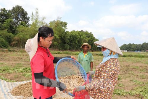 Đồng bào ở xã Long Hiệp thu hoạch lạc dịp Tết Chôl Chnăm Thmây. Ảnh: Thanh Hòa- TTXVN