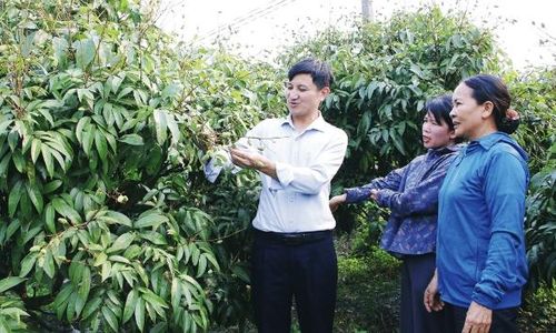 Cán bộ Chi cục Trồng trọt và Bảo vệ thực vật hướng dẫn người dân thôn Trung, xã Phúc Hòa chăm sóc vải thiều xuất khẩu.