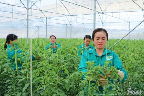Hợp tác xã Nông nghiệp công nghiệp cao Si Pa Phìn hiện có 5ha rau màu đạt chứng nhận hữu cơ. Trong ảnh: Thành viên Hợp tác xã chăm sóc cà chua.