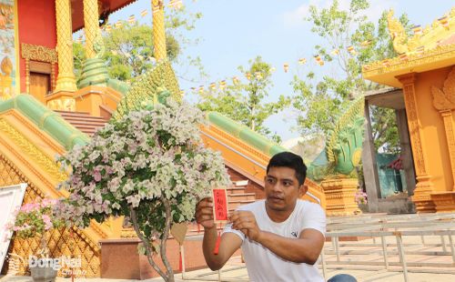 Anh Lý Phên (ở phường Bình Phước) phụ các nhà sư chùa Sreyvonsa trang hoàng khuôn viên chùa để chuẩn bị đón Tết Chôl Chnăm Thmây. Ảnh: Văn Truyên