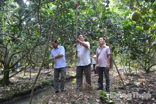Nông dân trồng bưởi Đồng Tháp hướng đến sản xuất theo những tiêu chuẩn ngày càng cao của thị trường trong và ngoài nước.