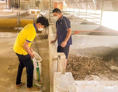 Khử trùng, tiêu độc tại hộ nuôi có heo mắc bệnh.