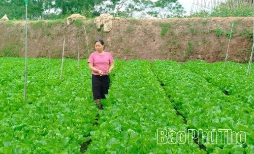 HTX rau an toàn Hoàng Cương, xã Hoàng Cương đẩy mạnh sản xuất rau theo hướng nông nghiệp xanh, mở rộng thị trường tiêu thụ ra một số tỉnh, thành phố.