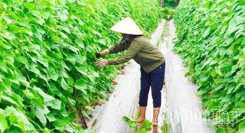 Sản xuất nông nghiệp theo hướng hữu cơ, tuần hoàn ở Làng nghề rau an toàn Văn Phú, xã Cẩm Khê mang lại nguồn thu ổn định cho các thành viên.