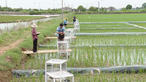 Ngành nông nghiệp xã Ứng Hòa triển khai mô hình sản xuất lúa phát thải thấp mang lại giá trị kinh tế cao. Ảnh: Phùng Lương