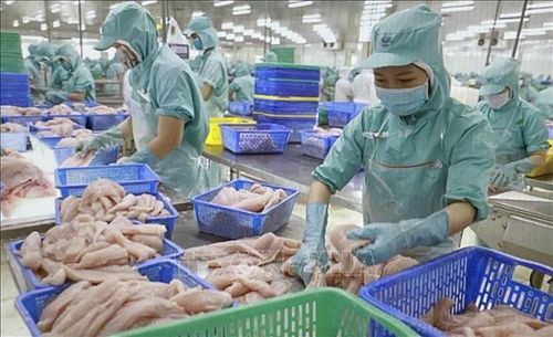 Cá tra phi lê có khả năng cạnh tranh cao với cá thịt trắng tại các quốc gia nhập khẩu. Ảnh: TTXVN phát