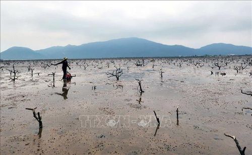 5 ha rừng ngập mặn phường Hải Ninh (Hà Tĩnh) bị chết không thể tái sinh.