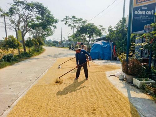 Người dân có thói quen phơi lúa trên đường.