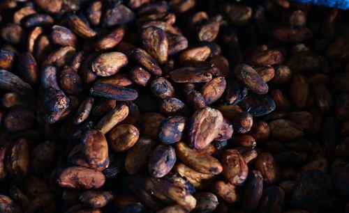 Hạt ca cao đã lên men của gia đình ông Cil Ha Nếu