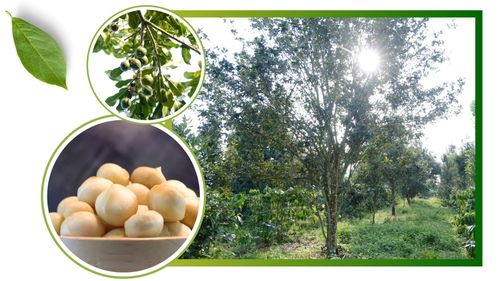 Toàn tỉnh Lâm Đồng hiện có gần 16.000 ha mắc ca; trong đó, khoảng 6.600 ha đã bước vào giai đoạn kinh doanh