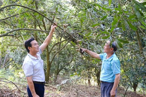 Việc thu hoạch rải vụ trong năm giúp người trồng có dòng tiền ổn định hơn