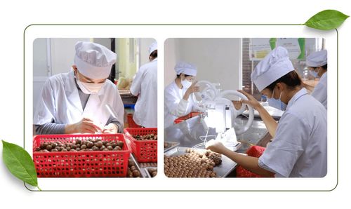Phát triển chế biến sâu mắc ca tại các doanh nghiệp trên địa bàn tỉnh Lâm Đồng