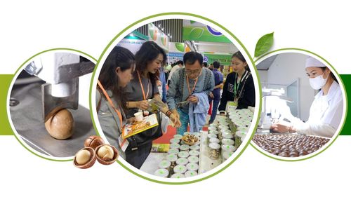 Khi có thêm các nhà máy hiện đại, sản phẩm mắc ca sẽ không chỉ dừng lại ở dạng hạt sấy
