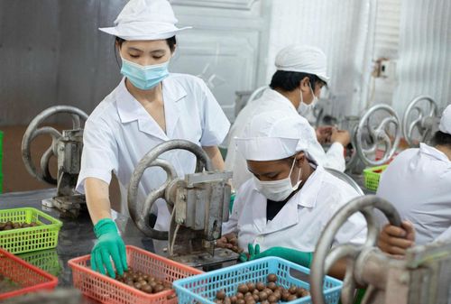 Chế biến hạt mắc ca