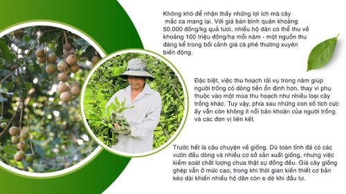 Với giá bán bình quân mắc ca khoảng 50.000 đồng/kg quả tươi, nhiều hộ dân có thể thu về khoảng 100 triệu đồng/ha mỗi năm
