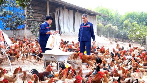 Đàn gia cầm của tỉnh hiện đạt khoảng 19 triệu con, tiếp tục mở rộng theo hướng chăn nuôi hàng hóa, an toàn sinh học.