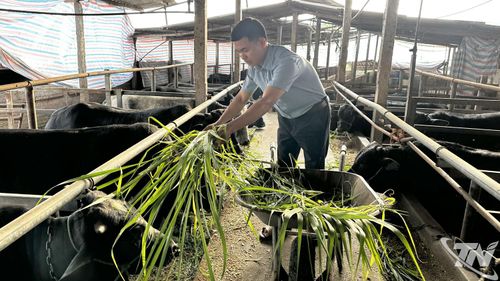 Tổng đàn gia súc (trâu, bò) trên địa bàn tỉnh đạt khoảng 125.000 con, tiếp tục phát triển theo hướng hàng hóa gắn với nâng cao chất lượng, hiệu quả.