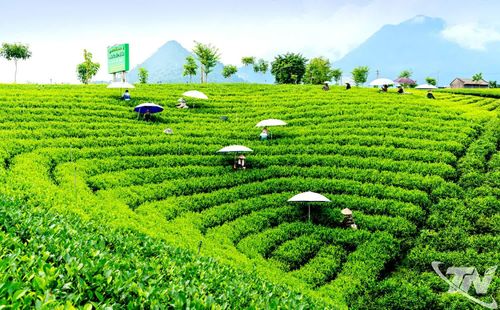 Trong quý I/2026, sản xuất nông, lâm nghiệp, thủy sản trên địa bàn tỉnh đạt mức tăng 4,03% so với cùng kỳ.