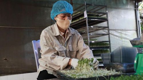 Hợp tác xã Sản xuất và Dịch vụ nông nghiệp Thanh Hà (xã Hồng Vân) - mô hình ứng dụng công nghệ thông tin cũng cho thấy hiệu quả rõ rệt. Ảnh: PV