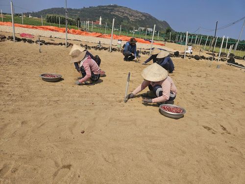 Người dân Lý Sơn xuống giống hành tím, tiết kiệm nước để phục vụ tưới.
