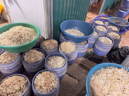 Cơ quan Công an đã thu giữ gần 1,5 tấn giá đỗ.