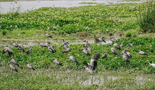 Đàn cò nhạn thường xuất hiện trong thời gian buổi chiều, ăn các loại ốc trên đồng ruộng.
