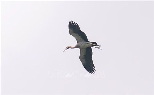 Một con cò nhạn bay trên bầu trời Tuy Hòa.