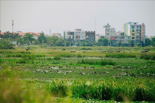 Đàn cò nhạn xuất hiện tại một cánh đồng phường Bình Kiến với số lượng lớn.