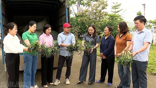 Ban Quản lý Chương trình Hỗ trợ rừng và trang trại giai đoạn 2 (FFF II), Hội Nông dân tỉnh Lào Cai trao 750 kg củ giống cây mạch môn cho 3 hộ hội viên nông dân xã Yên Bình.