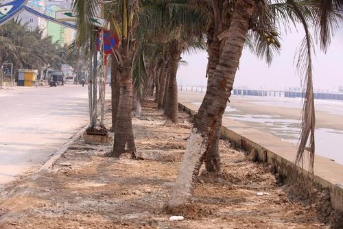 Hàng cây dừa ở bở biển Hải Tiến đã được trồng lại sau khi bị gió, sóng biển làm gãy đổ.