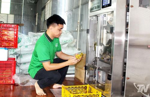 Người dân làng nghề chè truyền thống xóm Lầy 5 (phường Phúc Thuận) chủ động đưa máy móc vào khâu chế biến, đóng gói sản phẩm chè.