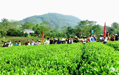 Các làng nghề chè trên địa bàn tỉnh góp phần quan trọng trong việc xây dựng thương hiệu “Chè Thái” nổi tiếng, đồng thời thu hút đông đảo du khách đến tham quan, trải nghiệm.